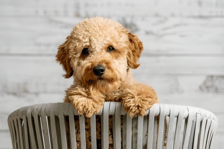 steptodown.com394520