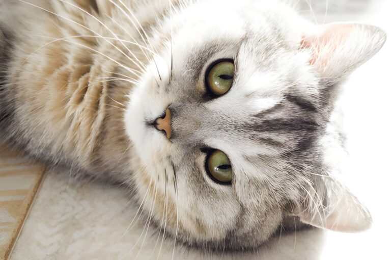 steptodown.com471845